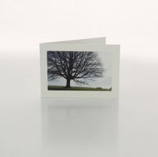 (DISC) TREE SILHOUETTE - FOLDED CARD PK/20