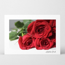 AM HQ FP CARDS RED ROSES 7.5H 10.5W PK/40