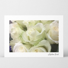 AM HQ FP CARDS WHITE ROSES 7.5H 10.5W PK/40