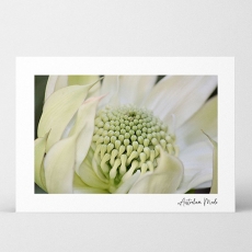 AM HQ FP CARDS WHITE WARATAH 7.5H 10.5W PK/40
