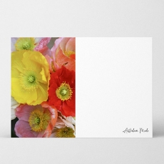 AM HQ WR CARDS ICELAND POPPIES 7.5H 10.5W PK/40