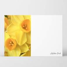 AM HQ WR CARDS DAFFODIL 7.5H 10.5W PK/40