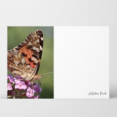 AM HQ WR CARDS BUTTERFLY 7.5H 10.5W PK/40