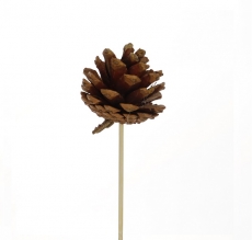 6CM PINE CONE PICK PACK/10